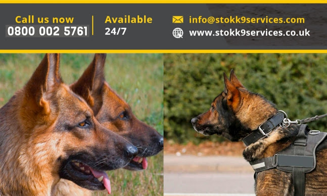 Stok K9 Security Services | Dog Handlers, Manned Guarding & CCTV, UK - Dog trainer
