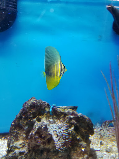 Tropical Fish Store «Aquatic Wildlife Co», reviews and photos, 70 Buckland Rd, South Windsor, CT 06074, USA