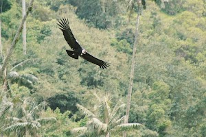 Cocoratours, Valle del cocora - photo 1