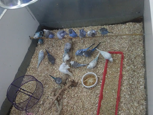 Pet Store «Jules Pet Shop», reviews and photos, 2214 N Milwaukee Ave, Chicago, IL 60647, USA