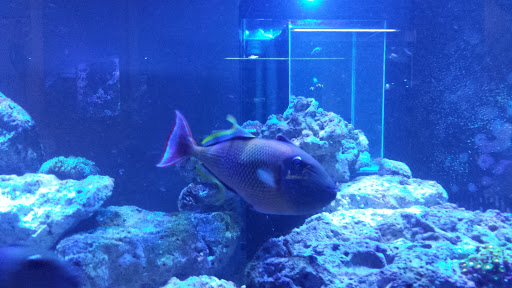 Tropical Fish Store «Kingdom Aquatics», reviews and photos, 1600 Lebanon Ave #106, Belleville, IL 62221, USA