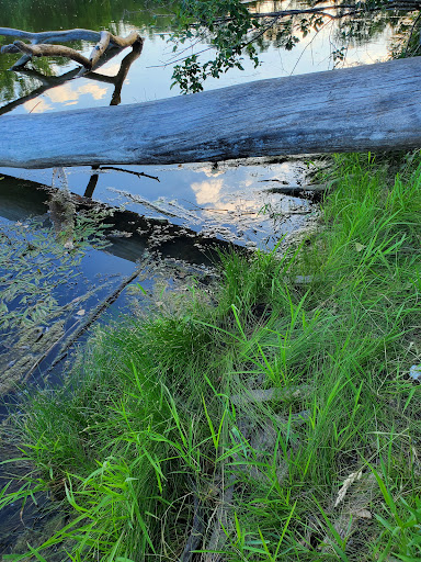 Nature Preserve «Penny Road Pond», reviews and photos, Penny Rd, Barrington, IL 60010, USA