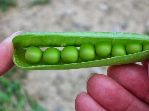 Farm «Josie Porter Farm», reviews and photos, 6514 Cherry Valley Rd, Stroudsburg, PA 18360, USA