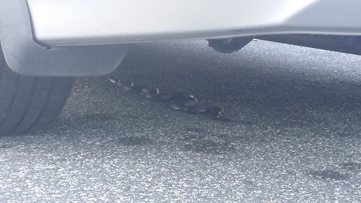 Department Store «Walmart Supercenter», reviews and photos, 121 W Elmsley Dr, Greensboro, NC 27406, USA