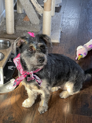 Pet Supply Store «Pet Supplies Plus», reviews and photos, 1610 Kings Hwy N, Cherry Hill, NJ 08034, USA