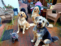 Pura Vida Pets - Photo 1 - Car repair in , Mission Viejo