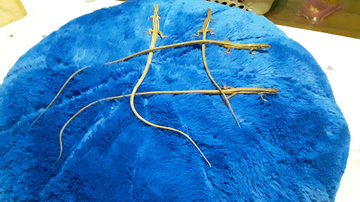 Pet Supply Store «PetSmart», reviews and photos, 1450 Spring Meadows Dr, Holland, OH 43528, USA