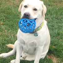 Champ's Pet Services, LLC - Car repair in , Columbia - Rated 4.9/5