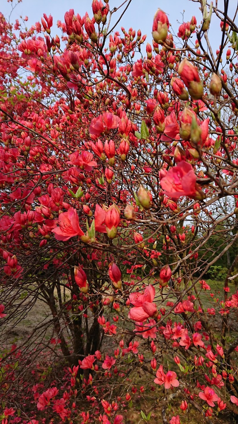 香山寺 高知県四万十市坂本 仏教寺院 グルコミ