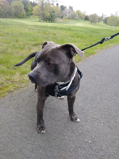 Golf Course «Goodwin Park Golf Course», reviews and photos, 1130 Maple Ave, Hartford, CT 06114, USA