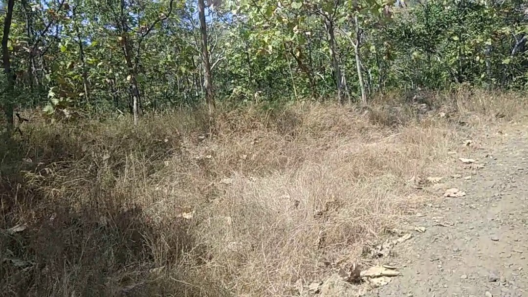 पाटील टी हाऊस