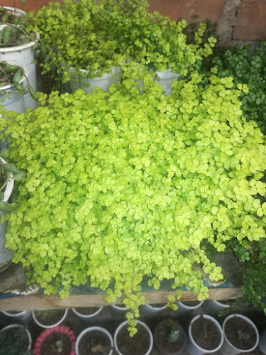 Bella flor - Cajamarca