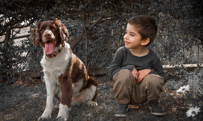 Opiniones de La Fotógrafa de perros en San Francisco de Mostazal - Estudio de fotografía