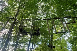 Treetop Trekking Hamilton image