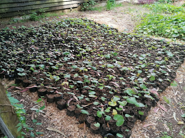 Vivero Valdivia - Centro de jardinería