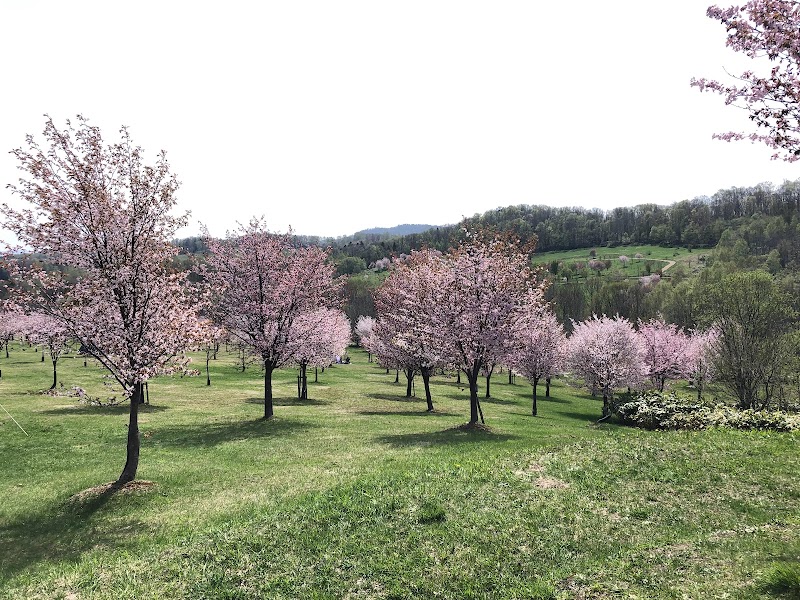 パレットヒルズ桜並木