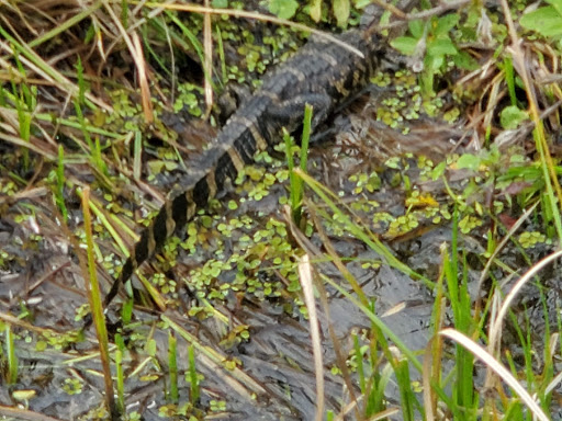 Recreation «Kissimmee Swamp Tours», reviews and photos, 4500 Joe Overstreet Rd, Kenansville, FL 34739, USA