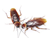 Icon Pest Control - Photo 8 - Car repair in , Oxnard