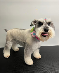 Babi’s Grooming - Photo 9 - Car repair in Peabody, MA, Lynn