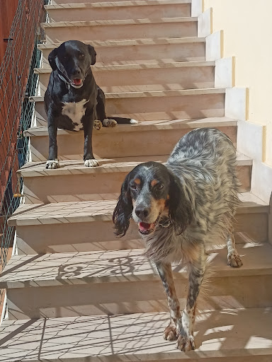 Pensioni per cani e dog hotel a La Cuccia D'Oro  pensione per animali