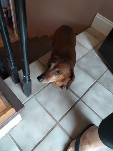 Pet Supply Store «Pet Supplies Plus», reviews and photos, 254 S Illinois Ave, Oak Ridge, TN 37830, USA