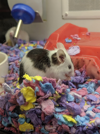 Pet Supply Store «Petco Animal Supplies», reviews and photos, 4345 U.S. 9, Freehold, NJ 07728, USA