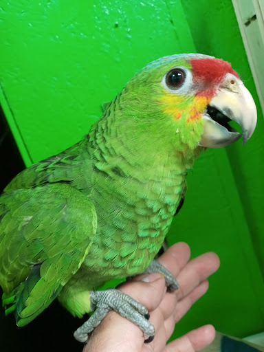 Pet Store «Inez Pet Shop», reviews and photos, 3825 Whittier Blvd, Los Angeles, CA 90023, USA