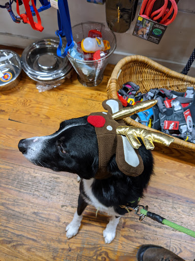 Pet Supply Store «Bark Harbor», reviews and photos, 150 Main St # 3, Bar Harbor, ME 04609, USA