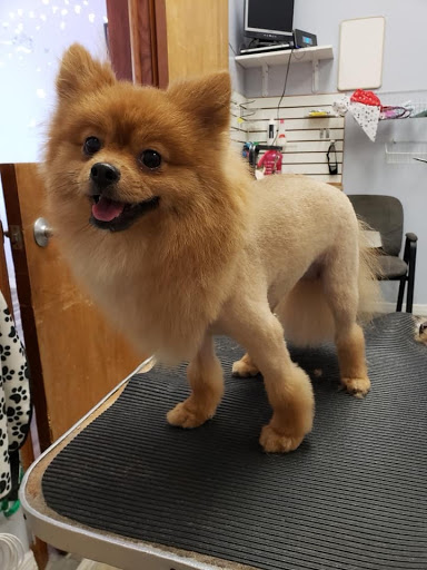 Pet Groomer «Pretty Poodles and Pets», reviews and photos, 6905 W Broward Blvd, Plantation, FL 33317, USA