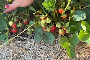 Strawberries Galore & More LLC. image