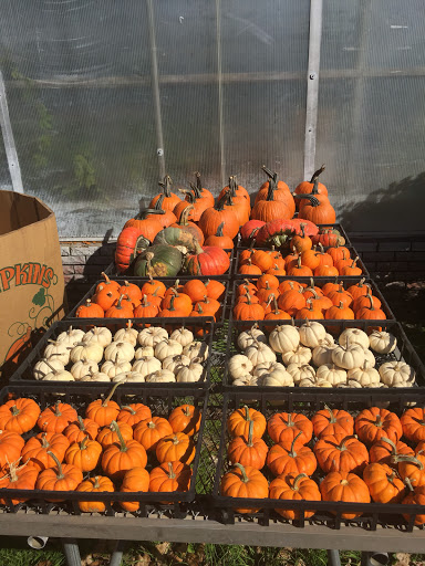 Florist «Pletschers», reviews and photos, 641 Old Hwy 8 SW, New Brighton, MN 55112, USA