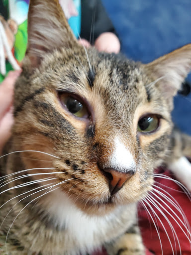 Pet Store «Pets Plus», reviews and photos, 151 Lincoln Hwy, Fairless Hills, PA 19030, USA