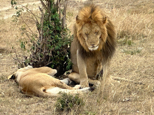 Viajes Hakuna Matata en Logroño