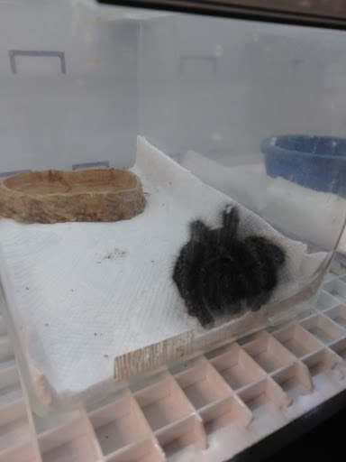 Pet Store «Fish Bowl», reviews and photos, 2117 E Race Ave, Searcy, AR 72143, USA