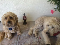 Colee's Pet Care - Photo 6 - Car repair in Long Beach, CA, Long Beach