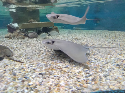 Educational Institution «Institute For Marine Mammal Studies», reviews and photos, 10801 Dolphin Ln, Gulfport, MS 39503, USA