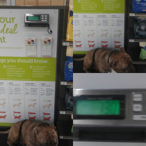 Pet Supply Store «Petco Animal Supplies», reviews and photos, 11147 Park Blvd N, Seminole, FL 33772, USA