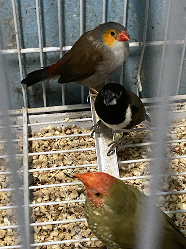 Pet Store «Paraiso De Aves», reviews and photos, 1836 W 47th St, Chicago, IL 60609, USA