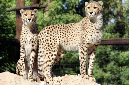 Zoo «Wildlife World Zoo, Aquarium & Safari Park», reviews and photos, 16501 W Northern Ave, Litchfield Park, AZ 85340, USA