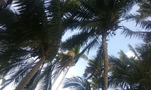 Rowing Club «Atlantic Coast Kayak Company», reviews and photos, 1937 Wilton Dr, Wilton Manors, FL 33305, USA