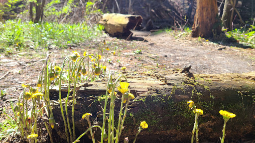 Nature Preserve «Centennial Woods Natural Area», reviews and photos, I-89, Burlington, VT 05401, USA