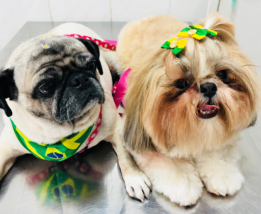 Logo da empresa - ALL PET’S