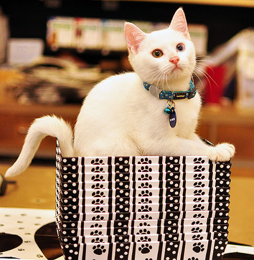 Pet Store «Paws & Fins Pet Shop», reviews and photos, 360 Tormey Ln NE, Bainbridge Island, WA 98110, USA