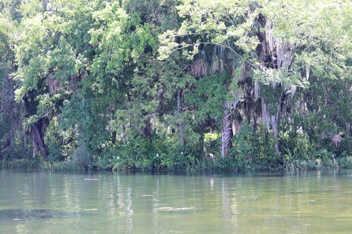 Sightseeing Tour Agency «Manatee Tour and Dive», reviews and photos, 36 NE 4th St, Crystal River, FL 34428, USA