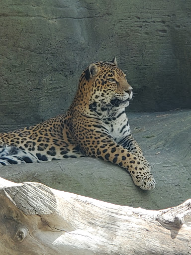 Zoo «Reid Park Zoo», reviews and photos, 3400 Zoo Court, Tucson, AZ 85716, USA