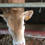 Photo n°1 de l'avis de Veronica.a fait le 07/07/2019 à 16:05 sur le  Ristorante Da Paradiso à San Zenone degli Ezzelini