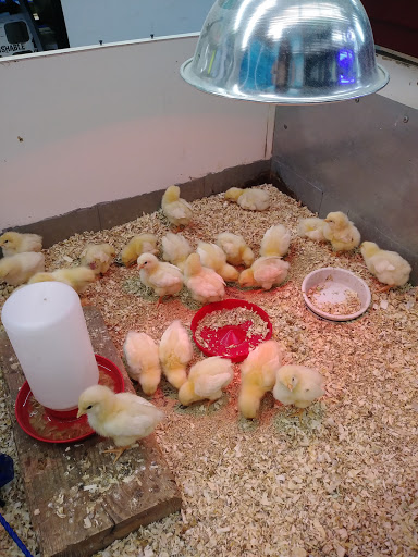 Pet Store «Jules Pet Shop», reviews and photos, 2214 N Milwaukee Ave, Chicago, IL 60647, USA