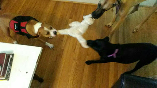 Pet Supply Store «Pet Supplies Plus», reviews and photos, 2801 Wade Hampton Blvd #100, Taylors, SC 29687, USA