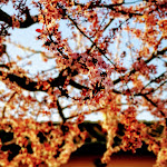 Photo n°7 de l'avis de dror.a fait le 21/03/2019 à 07:36 sur le  Hotel Sovestro à San Gimignano