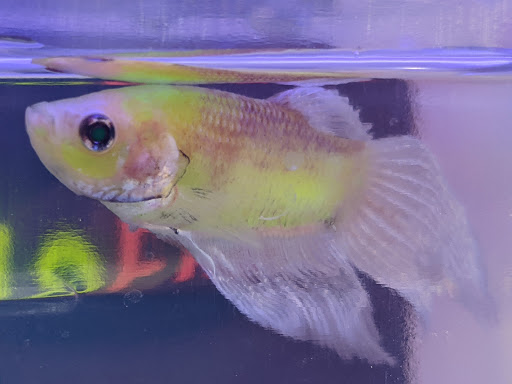 Pet Supply Store «Petco Animal Supplies», reviews and photos, 4915 E 41st St C, Tulsa, OK 74135, USA